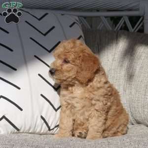 Vivi, Mini Goldendoodle Puppy