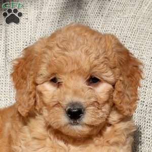 Vivi, Mini Goldendoodle Puppy