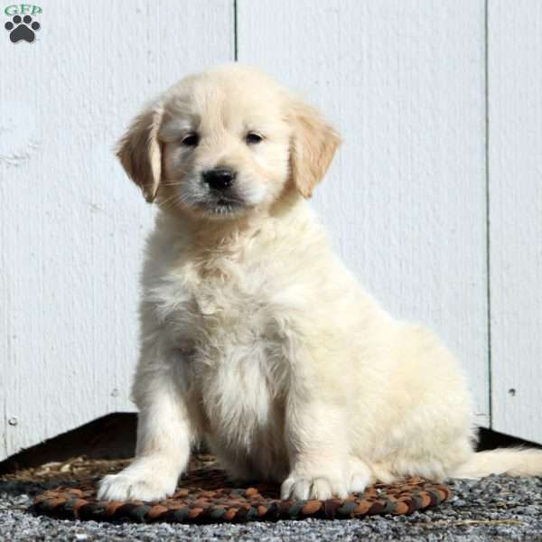 Vivian, English Cream Golden Retriever Puppy