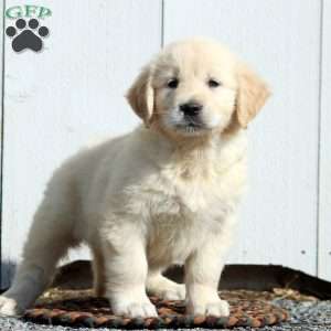 Vivian, English Cream Golden Retriever Puppy