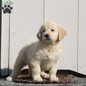 Vivian, English Cream Golden Retriever Puppy