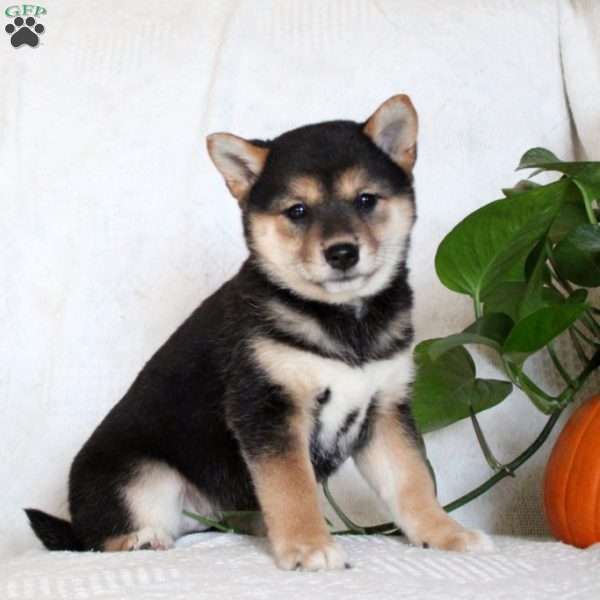 Vivian, Shiba Inu Puppy