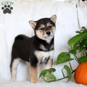 Vivian, Shiba Inu Puppy