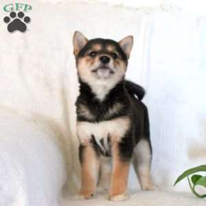 Vivian, Shiba Inu Puppy