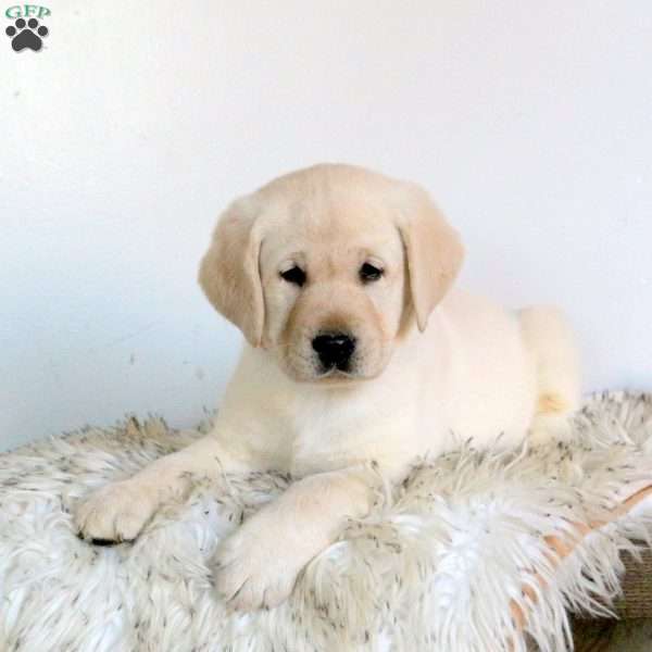 Vortex, Yellow Labrador Retriever Puppy