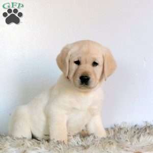 Vortex, Yellow Labrador Retriever Puppy