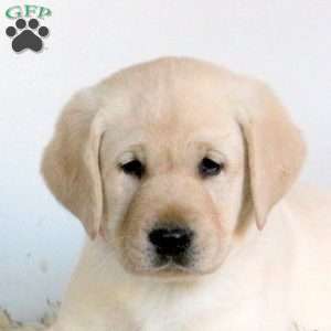 Vortex, Yellow Labrador Retriever Puppy