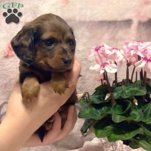 Lacey -Mini, Dachshund Puppy