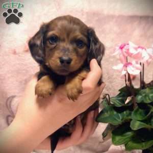 Lacey -Mini, Dachshund Puppy