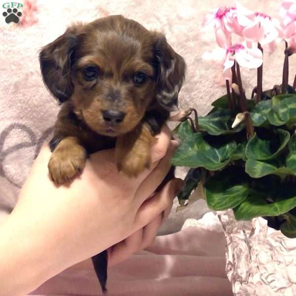 Lacey -Mini, Dachshund Puppy