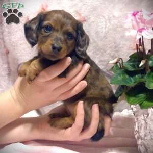 Lacey -Mini, Dachshund Puppy