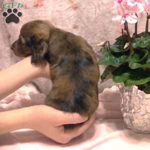 Lacey -Mini, Dachshund Puppy