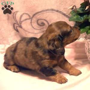 Lacey -Mini, Dachshund Puppy