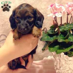 Macey-Mini, Dachshund Puppy