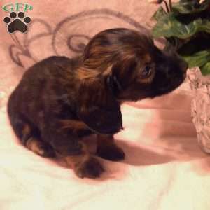 Macey-Mini, Dachshund Puppy