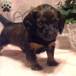 Macey-Mini, Dachshund Puppy