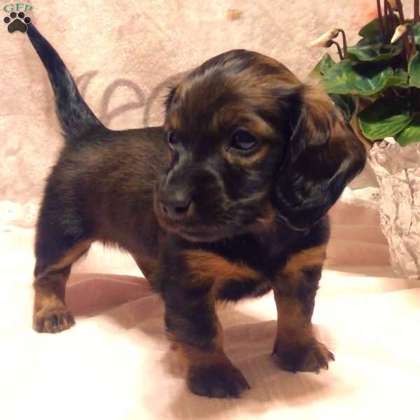 Macey-Mini, Dachshund Puppy