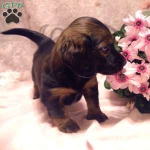 Macey-Mini, Dachshund Puppy