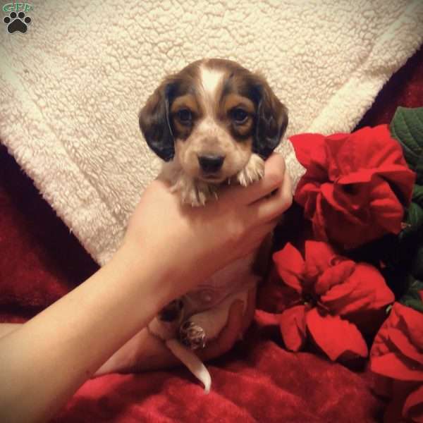 Barney-Mini, Dachshund Puppy