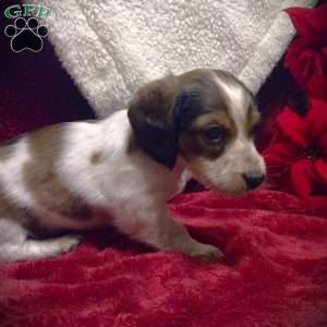 Barney-Mini, Dachshund Puppy