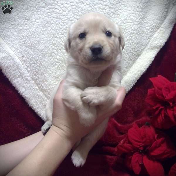 Ilsa, Golden Labrador Puppy