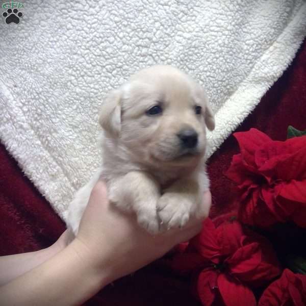 Jaxon, Golden Labrador Puppy