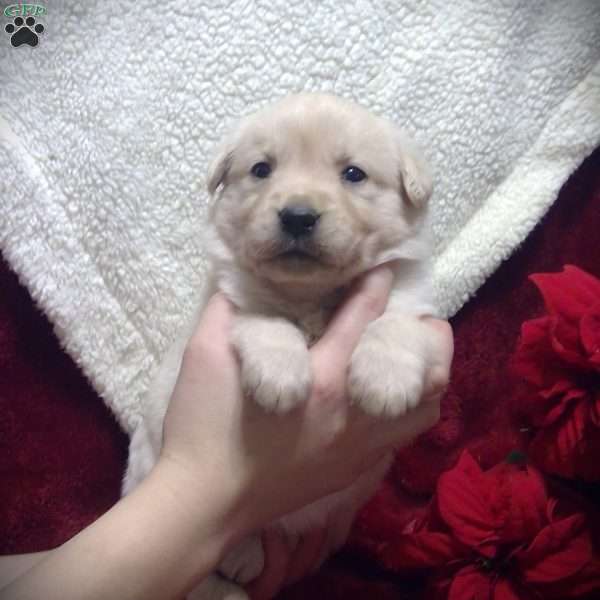 Sage, Golden Labrador Puppy