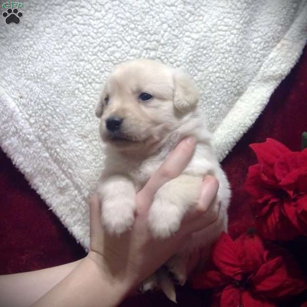 Hazel, Golden Labrador Puppy