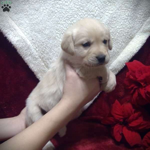 Klaus, Golden Labrador Puppy