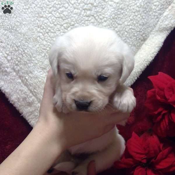 Dakoda, Golden Labrador Puppy