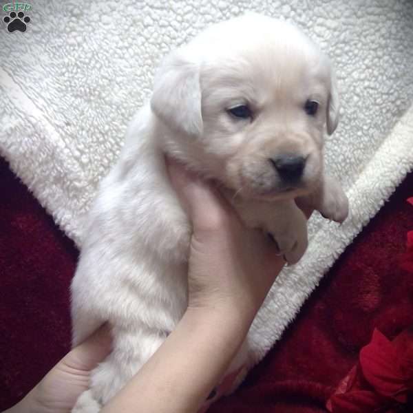 Liberty, Golden Labrador Puppy