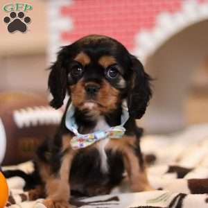 Waffles, Cavalier King Charles Spaniel Puppy