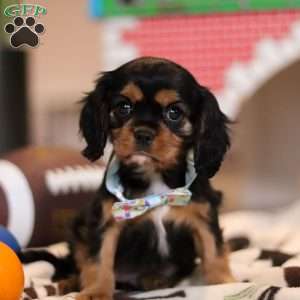 Waffles, Cavalier King Charles Spaniel Puppy