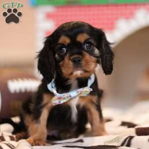 Waffles, Cavalier King Charles Spaniel Puppy