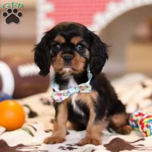 Waffles, Cavalier King Charles Spaniel Puppy