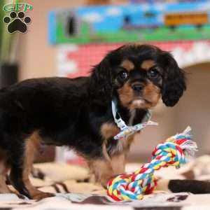 Waffles, Cavalier King Charles Spaniel Puppy