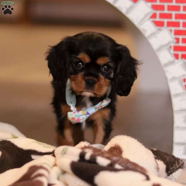 Waffles, Cavalier King Charles Spaniel Puppy