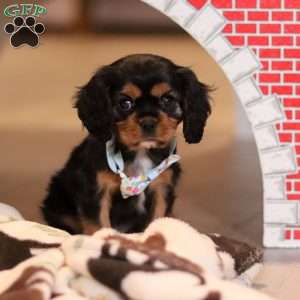 Waffles, Cavalier King Charles Spaniel Puppy