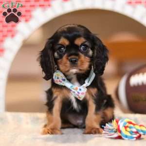 Waffles, Cavalier King Charles Spaniel Puppy