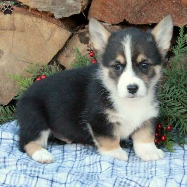 Waldo, Pembroke Welsh Corgi Puppy