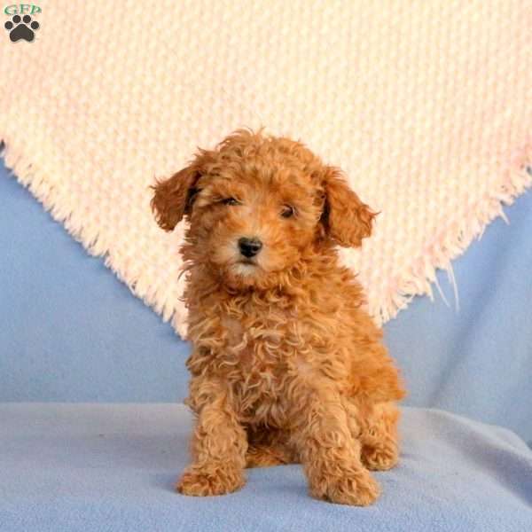 Waldo, Miniature Poodle Puppy