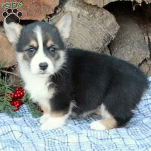 Waldo, Pembroke Welsh Corgi Puppy