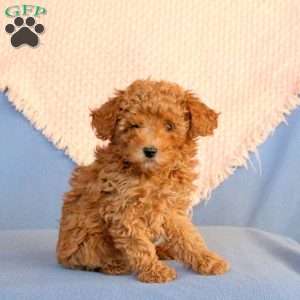 Waldo, Miniature Poodle Puppy