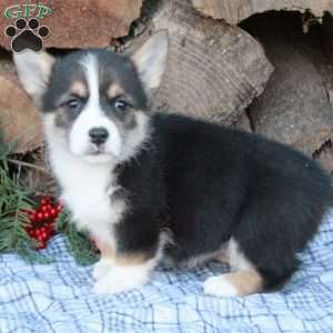 Waldo, Pembroke Welsh Corgi Puppy