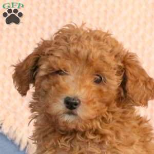 Waldo, Miniature Poodle Puppy