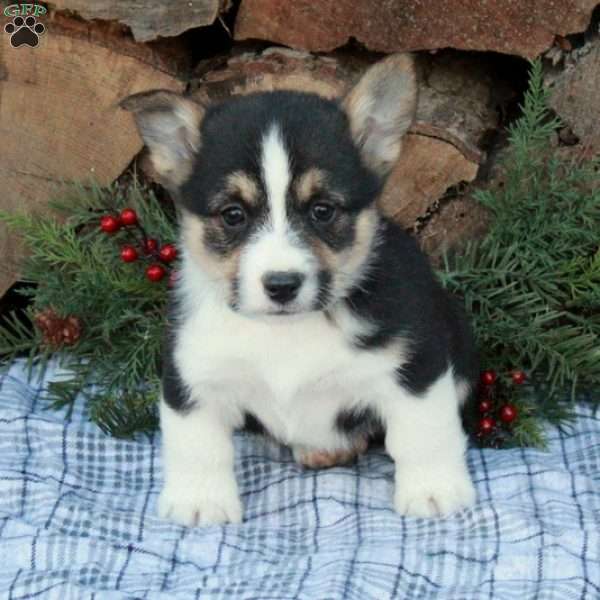 Wally, Pembroke Welsh Corgi Puppy