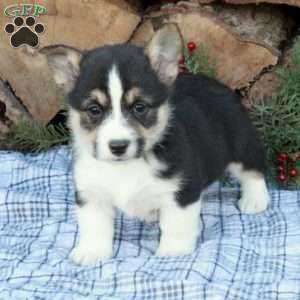 Wally, Pembroke Welsh Corgi Puppy