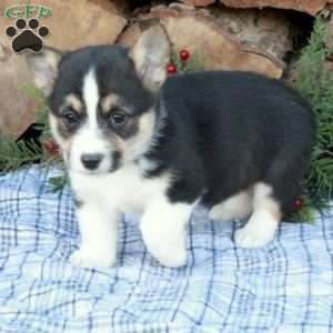 Wally, Pembroke Welsh Corgi Puppy