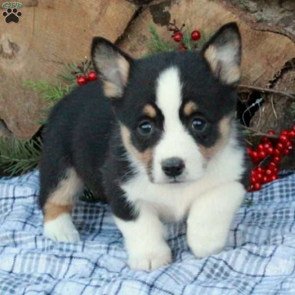 Wanda, Pembroke Welsh Corgi Puppy