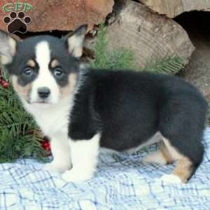 Wanda, Pembroke Welsh Corgi Puppy